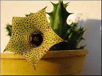 Huernia sp photo M-L N 4